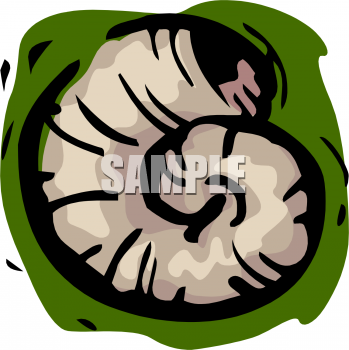 Mollusk Clipart
