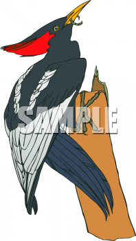 Invertebrates Clipart