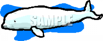 Aquatic Animals Clipart