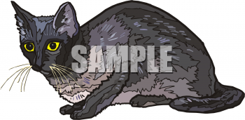 Pet Clipart