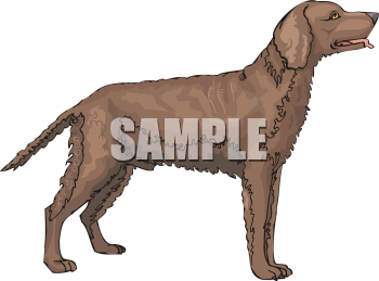 Pet Clipart