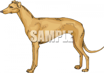 Pet Clipart