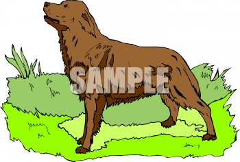 Pet Clipart
