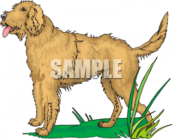 Pet Clipart