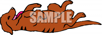 Pet Clipart