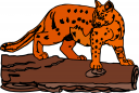 Big Cat Clipart