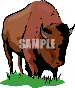 Buffalo Clipart