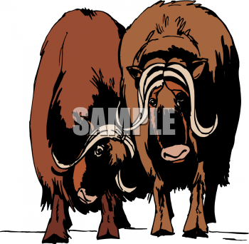 Buffalo Clipart
