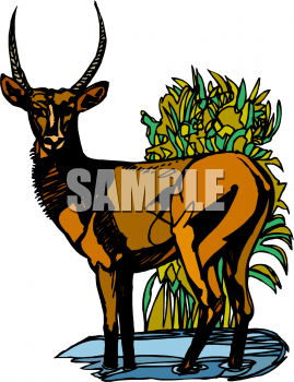 Deer Clipart