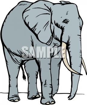 Mammal Clipart