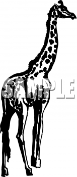 Animal Clipart