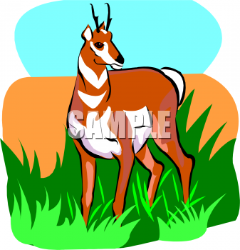 Antelope Clipart