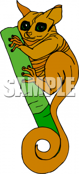 Marsupial Clipart