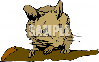 Rodent Clipart