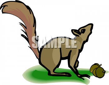 Rodent Clipart