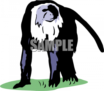 Primate Clipart