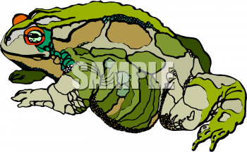 Amphibians Clipart