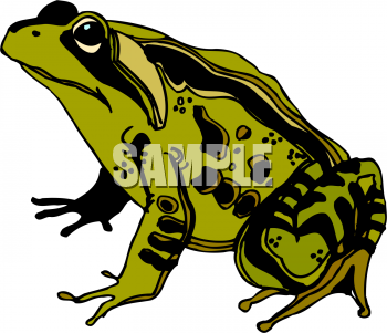 Amphibians Clipart