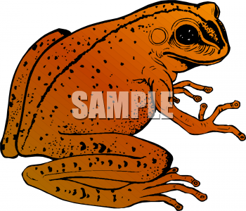 Amphibians Clipart