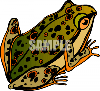 Amphibians Clipart