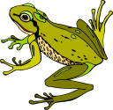 Amphibians Clipart