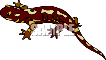 Lizard Clipart