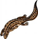 Lizard Clipart