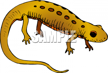 Lizard Clipart