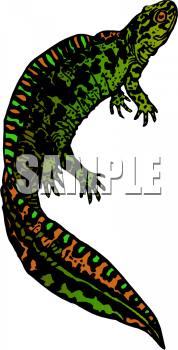 Lizard Clipart