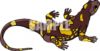 Lizard Clipart