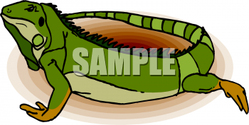 Reptile Clipart