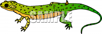 Reptile Clipart