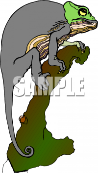 Lizard Clipart