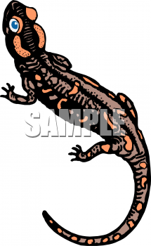 Lizard Clipart