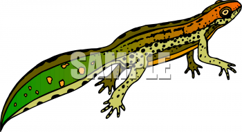 Reptile Clipart