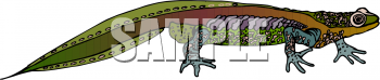 Lizard Clipart
