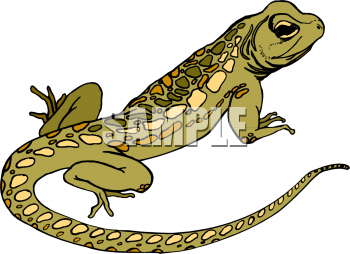 Reptile Clipart