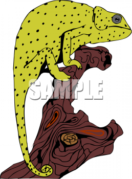 Lizard Clipart