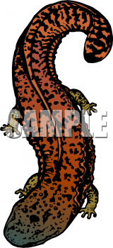 Lizard Clipart