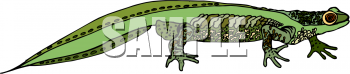 Lizard Clipart