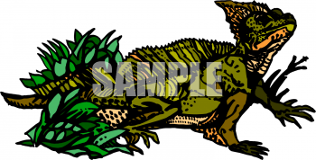 Lizard Clipart