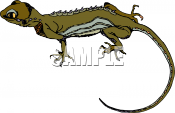 Lizard Clipart