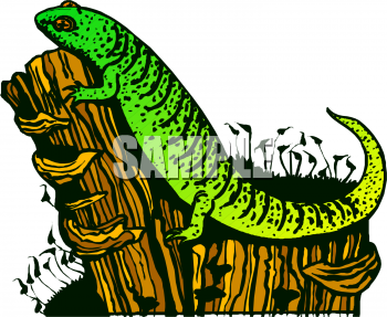 Lizard Clipart