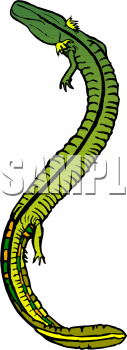Lizard Clipart