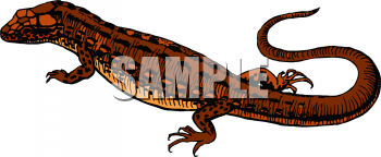 Lizard Clipart