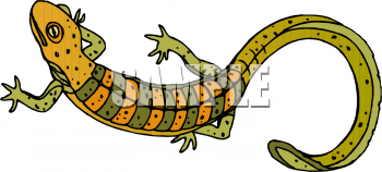 Amphibians Clipart