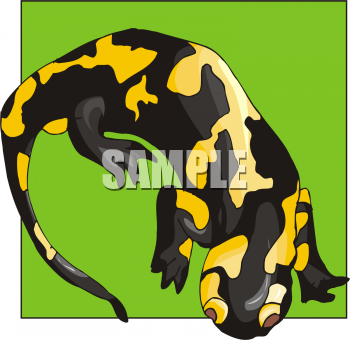 Amphibians Clipart