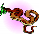 Amphibians Clipart