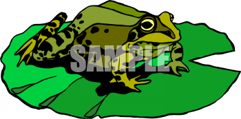 Amphibians Clipart