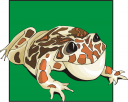 Amphibians Clipart